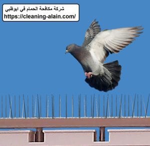 شركة مكافحة الحمام في ابوظبي