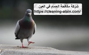 شركة مكافحة الحمام في العين
