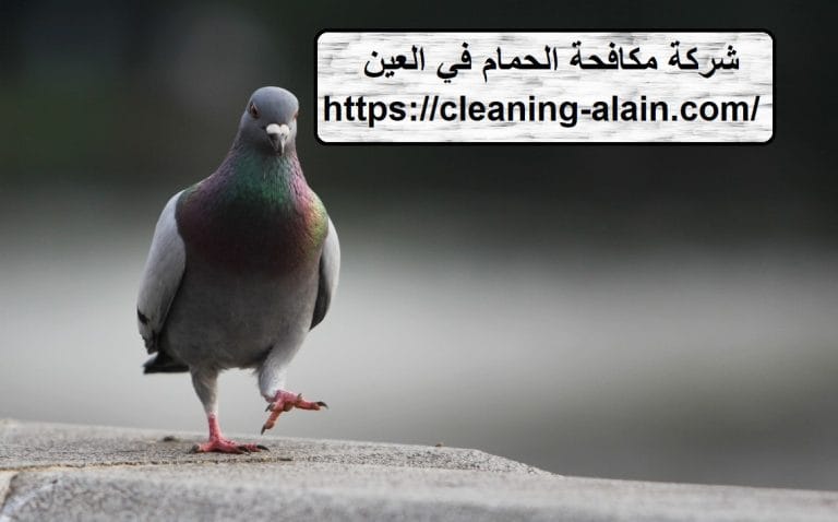 شركة مكافحة الحمام في العين