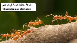 شركة مكافحة الرمة في ابوظبي