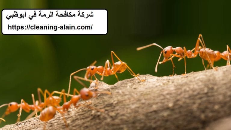 شركة مكافحة الرمة في ابوظبي