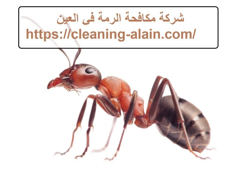 شركة مكافحة الرمة في العين